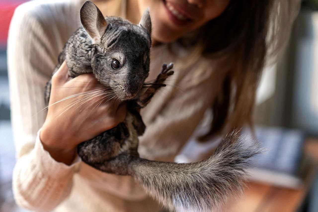 Суд в Москве запретил продавать шиншилл через объявления как относящихся к вымирающему виду животных пишет РИА Новости Шишиллы внесены в Красный список Международного союза охраны природы Суд посчитал продажу этих животных через объявления на сайтах без указания сведений о законности их добычи незаконным оборотом Сведения о продаже шиншилл на нескольких сайтах запрещенны к распространению freepik Telegram Max