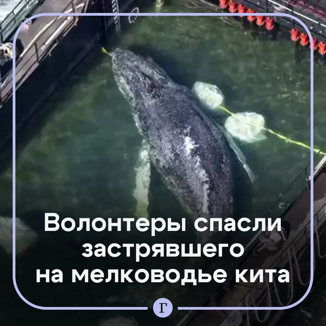 Застрявший у берегов Германии кит Тимми оказался на свободе спустя месяц заточения Кита весом около 15 тонн обнаружили на песчаной отмели у берегов Германии в конце марта Несколько дорогостоящих попыток спасти животное не увенчались успехом Затем спасатели решили использовать баржу и буксир и это сработало По словам сопровождавшего кита Йенса Шварка Тимми отбуксировали в пролив Скагеррак примерно в 70 км от мыса Скаген и к утру вторника животного там уже не было Морской биолог Фабиан Риттер предупредил что после длительного пребывания на мелководье под вопросом остается способность Тимми нормально плавать и нырять а также принимать пищу из за фрагментов сетей во рту О спасении можно будет говорить только тогда когда он вернется в Северную Атлантику и сможет там выжить в долгосрочной перспективе заявили в организации Whale and Dolphin Conservation   Держим за Тимми кулачки