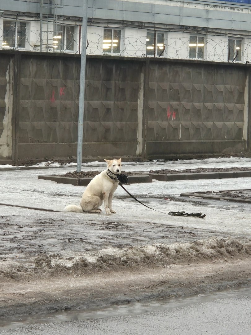 Петербургский пёс Хатико нашел хозяина: соседи дожидаются его выписки, чтобы передать собаку.  Одинокого пса заметили вчера на Парнасе. Его спутника забрала машина скорой помощи, а пушистый так и остался стоять на месте с брошенным на землю поводком. Он прождал возвращения хозяина больше трех часов, а потом его забрали неравнодушные — на передержку. Подойти к собаке пытались многие, но пес кусался, не подпускал к себе. Так, петербурженка Светлана опубликовала в чате местных жителей фотографию ноги с укусом.  Забрать собаку удалось Людмиле. Пес был дома около 16:00 вчера, а сегодня около 11:00 Людмила сообщила, что ей удалось найти хозяина.   — Мужчина после операции в больнице, идёт на поправку. По телефону уже связались с родственниками, решается вопрос о возврате собаки хозяевам,  — сообщил в чате другой местный житель Никита, который тоже занимался поисками хозяина.  Возможно, у истории будет счастливый конец.    Парнас Сити Форум  НАШЕ ПАРГОЛОВО