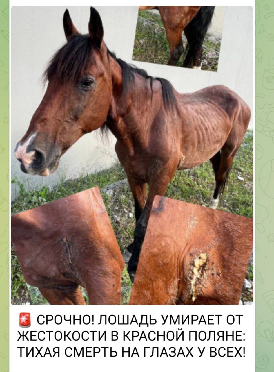 Очередной факт жестокого обращения с животными в Сочи 15 июня в дежурную часть ОП Адлерский район УВД по г. Сочи поступило заявление о жестоком обращении с лошадью. Граждане обнаружили истощенное травмированное животное на Новом Краснополянском шоссе, между отбойником и бетонной стеной. В настоящее время полицейские проводят проверку, по результатам которой будет принято процессуальное решение. Полиция Кубани