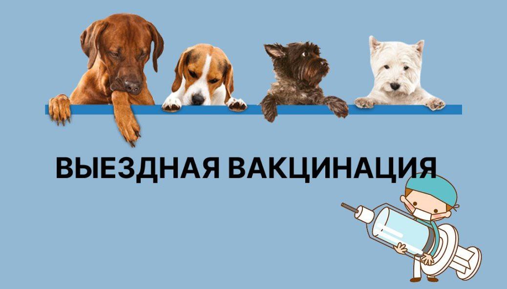 Выездную вакцинацию чипирование и регистрацию домашних животных проведут в Красногорске Ветеринарные специалисты проведут акции 3 сентября с 13 00 до 16 00 в детском городке Сказочный 24 сентября с 13 00 до 16 00 в ЭкоПарке Губайловский Для участия в акции необходимо иметь при себе паспорт животного и личный паспорт