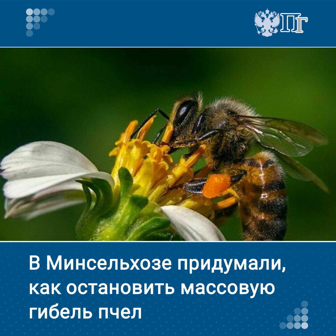 В регионах с развитым сельским хозяйством летом 2024 года погибли тысячи пчелосемей. В этом виноваты аграрии, бесконтрольно использующие пестициды при обработке полей.   Для решения проблемы нужно внедрить в ФГИС «Сатурн» функционал, который позволит вовремя оповещать пчеловодов о возможном распылении химикатов. Для этого фермеру достаточно будет внести туда такую информацию, и она автоматически отобразится у пасечников.   Об этом 4 марта сообщила заместитель директора департамента развития сельских территорий Минсельхоза Рената Бибарсова на XXXVI съезде Ассоциации крестьянских хозяйств и сельскохозяйственных кооперативов России  АККОР .     Как будет работать механизм, разбиралась «Парламентская газета»   Подписаться на «Парламентскую газету»