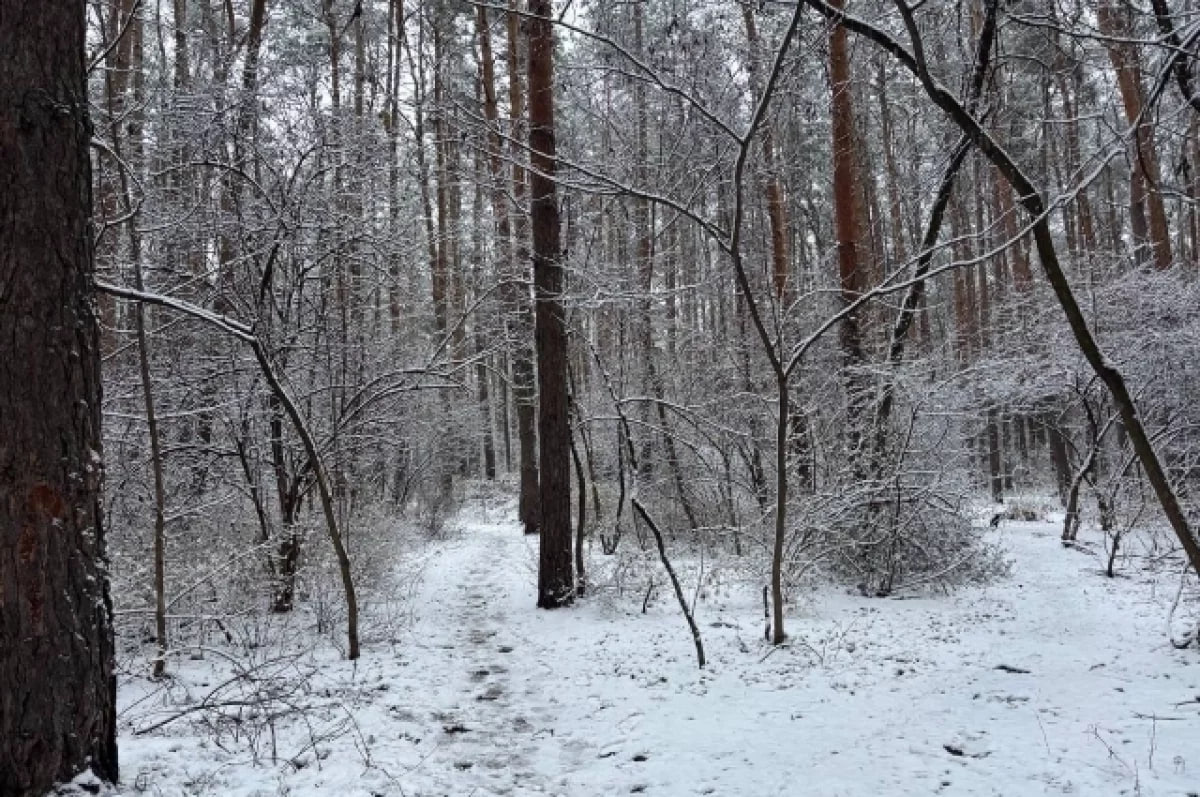 Поисково спасательный отряд Лиза Алерт подвёл итоги 2025 года рассказав скольких без вести пропавших людей нашли добровольцы За год в отряд поступило 1225 заявок на поиск людей из них 866 человек были найдены живыми 75 человек погибшими Также добровольцы помогли 48 воронежцам найти родных а 24 добраться до дома 80 человек ещё разыскиваются aifvrn