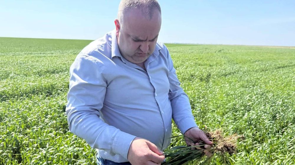 Минсельхоз Крыма рассказал о состоянии озимых после заморозков СИМФЕРОПОЛЬ, 14 мая – РИА Новости Крым. Посевы озимых культур в крымских полях находятся в удовлетворительном состоянии после весенних заморозков. Об этом заявил министр сельского хозяйства республики Денис Кратюк. "Озимые культуры являются ключевыми для обеспечения продовольственной безопасности региона. По итогам обследования установлено, что 70% посевов находятся в удовлетворительном состоянии, что соответствует средним показателям за последние годы", – сообщил Кратюк. По его информации в этом году посевные площади пшеницы, ячменя и рапса составили более 500 тысяч гектаров. Несмотря на сложные погодные условия в начале сезона, большая часть посевов развивается в пределах нормы. "В случае ухудшения погодных условий... Подробнее>>>