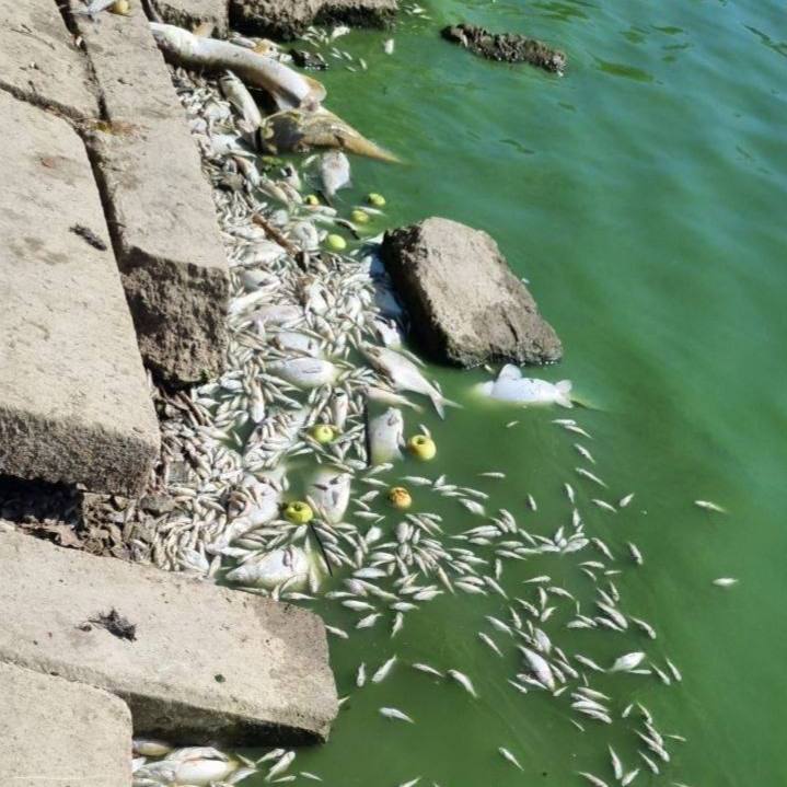 Мор рыбы в Луганском море произошел из-за жары, заявил арендатор водоёма.  По его мнению, чтобы исправить ситуацию коренным образом, «нужно открыть родники». Сейчас там установлен аэратор, ведётся очистка берега.   В этом году выпало всего 10% от нормы осадков, а единственная питающая водоём река Ольховка практически пересохла, рассказал глава Лутугинского округа.  Из-за аномальной засухи Луганское море сильно обмелело. Тёплая вода спровоцировала цветение водорослей, которые забрали из воды почти весь кислород.   На водоёме установили аэратор, который насыщает кислородом 5-7 гектаров, но площадь Луганского моря около 20 гектаров.   Также планируется использовать негашеную известь, которая при реакции с водой выделяет кислород.   По-настоящему ситуацию могут спасти только дожди и приток воды.  Как сообщают Вести Луганск, жалоб на загрязнение Луганского моря в Федеральное агентство водных ресурсов не поступало.
