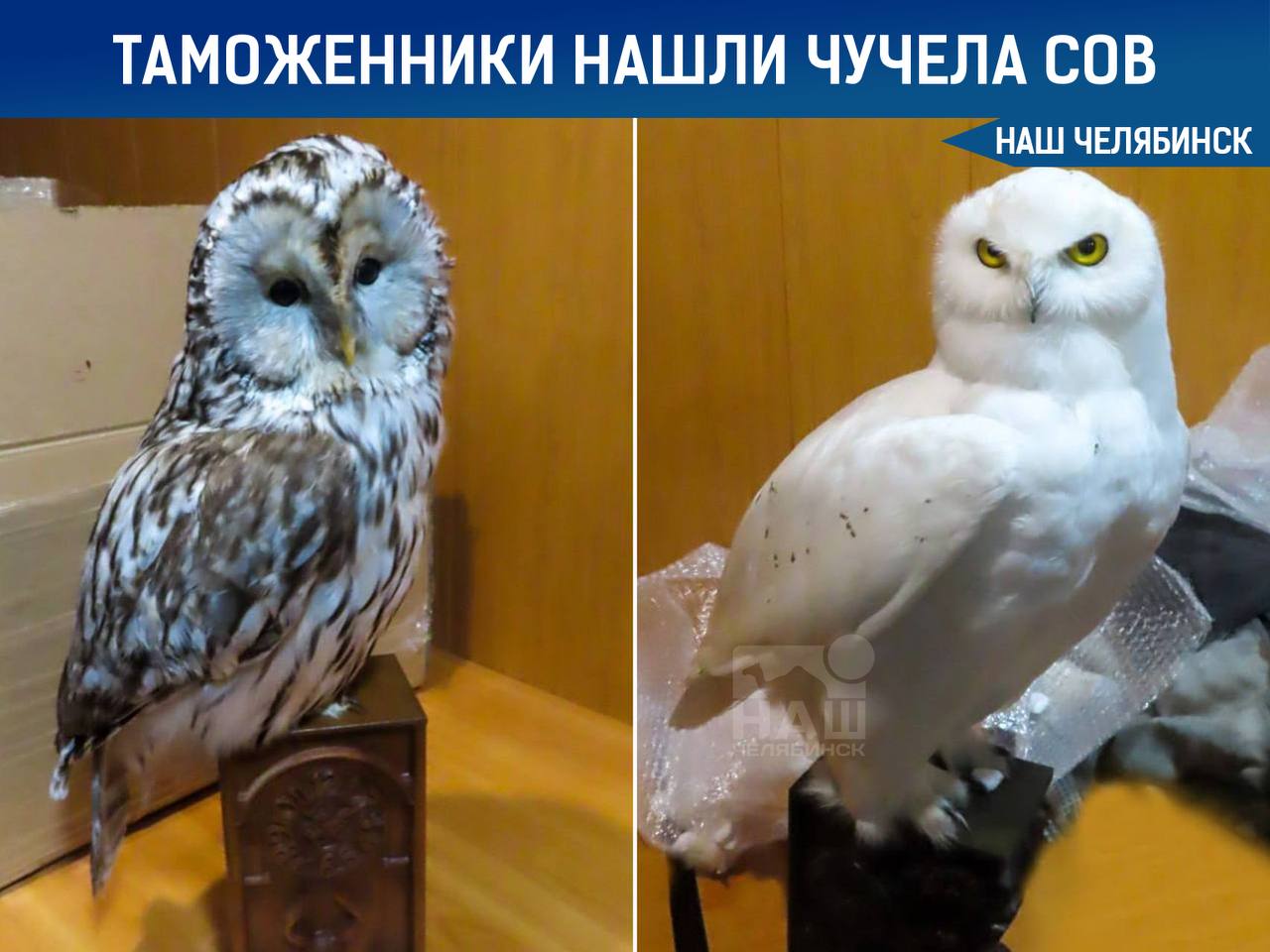 В Челябинской области таможенники обнаружили в грузовике чучела сов, направлявшиеся в Казахстан Груз был изъят и передан в Национальный музей Республики Бурятии, поскольку товар подпадал под действие Конвенции о международной торговле видами, находящимися под угрозой исчезновения. «Наш Челябинск» - новости без лапши! Подпишись!