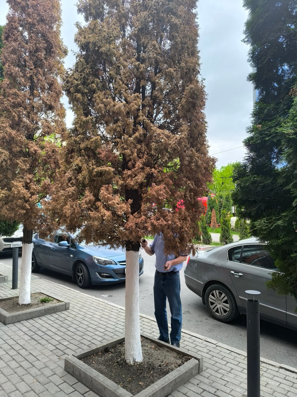 Туи во Владикавказе под угрозой исчезновения из-за опасного вредителя, в зоне риска также можжевельники Посадки туи в столице Северной Осетии третий год страдают от заражения кипарисовой златкой, жуком-вредителем, поражающим кипарисовые деревья в южных регионах России, сообщили в пресс-службе СОГУ. «У растений желтеют ветви, потом гибнет и само дерево. На данный момент можно сказать, что в перспективе большая часть в городе погибнет. Есть также опасность, что кипарисовая златка может перекинуться на можжевельники, которые растут в горах республики», – отметил доцент факультета химии, биологии и биотехнологии СОГУ Игорь Николаев. По словам ученых, причина стремительного роста заболевания связана с недочетами в работе контролирующих органов на стадии импорта зараженных растений из зарубежных стран. При этом эффективных методов борьбы с кипарисовой златкой немного. Единственная действенная мера – это вырубка поврежденных деревьев. Ранее похожий пример произошел в Сочи. Трагический прецедент создала самшитовая огневка, бабочка, завезенная с посадочным материалом для благоустройства Олимпийской деревни из Италии в 2012 году. Вредитель распространился по всему Краснодарскому краю, Адыгее и Абхазии, уничтожив кавказские реликтовые леса. Подробнее ЗДЕСЬ Подписывайтесь на «КрыльяTV»