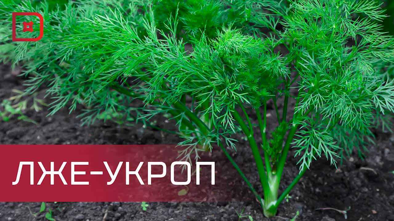 Россельхознадзор предотвратил контрабанду 129 кг наркотиков под видом укропа в Дагестане