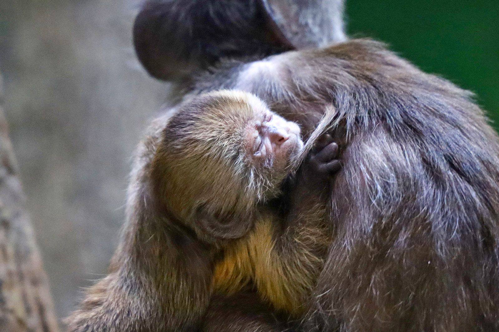Москвичи выбрали имя для детеныша капуцина плаксы в Московском зоопарке Малыш получил имя Норман составленное из слогов имен его родителей За имя проголосовали более 229 тысяч участников проекта Активный гражданин Увидеть капуцина плаксу вместе с родителями можно в павильоне Дом приматов на новой территории зоопарка