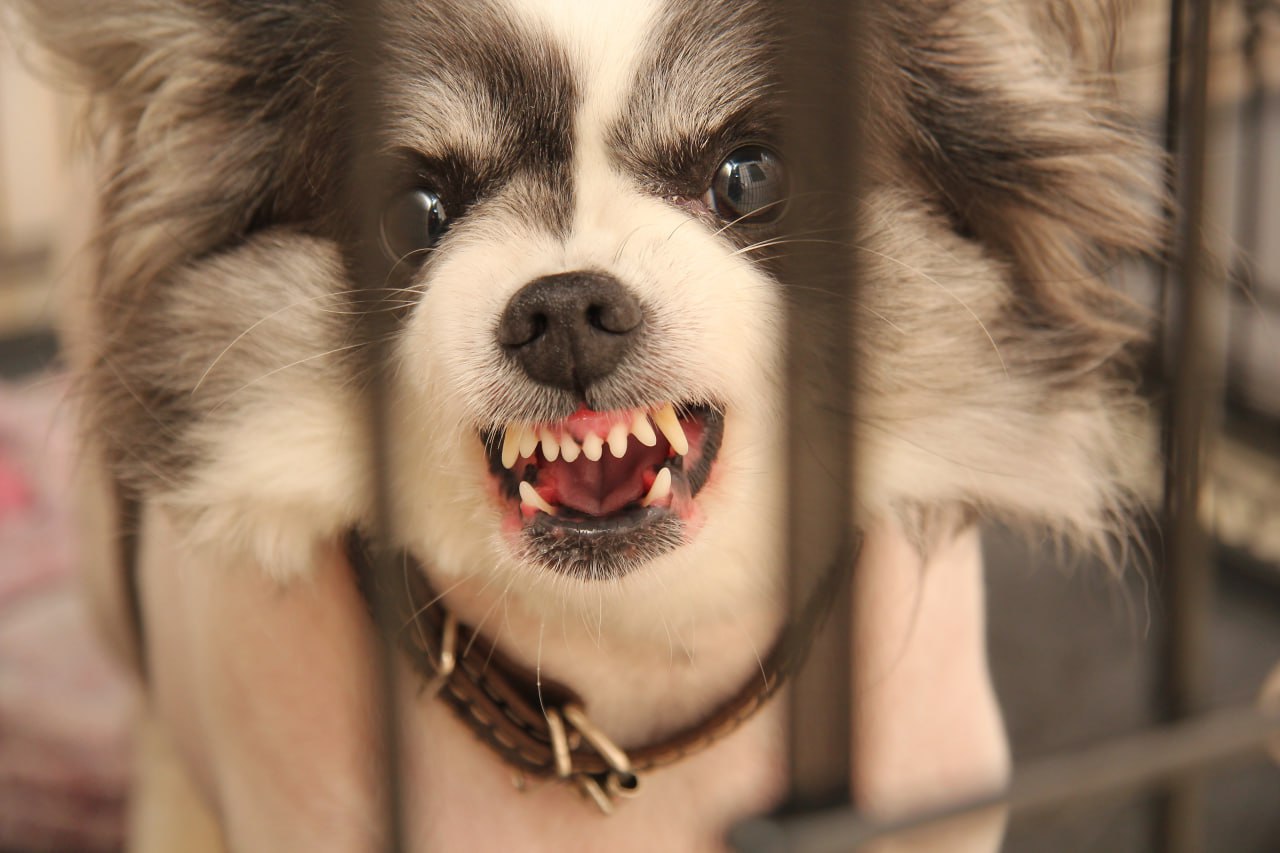 В Крыму возбудили уголовное дело из за нападения собаки на двухлетнего малыша В Симферополе маленький ребенок пострадал от бродячего пса Взволнованные очевидцы рассказали о ЧП в соцсетях и на публикацию тут же обратили внимание люди в погонах Возбуждено уголовное дело о нападении собаки на двухлетнего ребенка в Симферополе сообщили в пресс службе Следкома Крыма Пес покусал кроху на улице Залесской Почему такой маленький ребенок находился на улице без должного присмотра взрослых насколько тяжелые травмы на эти и другие вопросы даст ответ расследование и медэкспертиза Следователи обещают также найти и наказать службы которые не приняли мер по отлову и ограничению численности бездомных животных Подписывайся на truekpcrimea