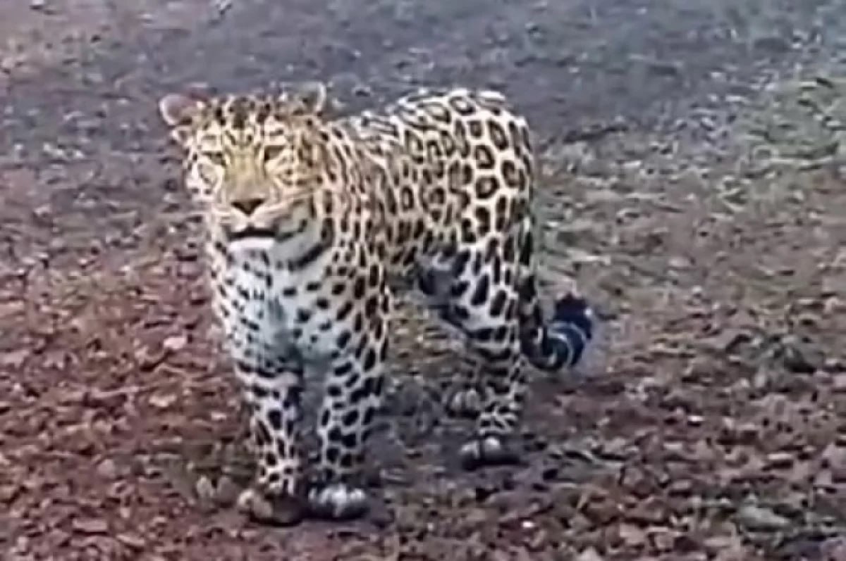 В приморской тайге рабочие неожиданно встретили редкого дальневосточного леопарда . Как написал Telegram-канал «Земля леопарда», животное сначала спокойно шло по противопожарной полосе, а заметив людей, быстро скрылось в лесу . Специалисты определили по уникальному рисунку пятен, что это шестилетний самец Leo 215M . Встречи с такими хищниками случаются крайне редко, но именно в этом месте находится их дом. #леопард #Приморье #новости #тайга #Землялеопарда Подробнее