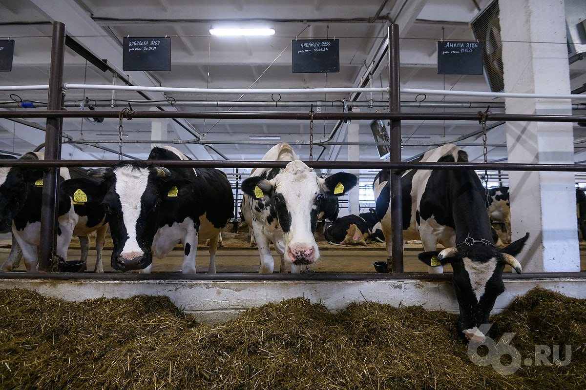 Ферму на 3600 коров построят для Ирбитского молокозавода В Ирбитском районе появится новый молочный комплекс Соглашение о его строительстве сегодня подписали представители Свердловской области и Группы Синара Проект планируют реализовать поэтапно до конца 2029 года Это один из крупнейших проектов в молочной отрасли региона за последние годы Он будет обеспечивать сырьем Ирбитский молочный завод и поможет нарастить объем выпускаемой продукции В январе московская дочка Синары купила еще 25 акций Ирбитского молочного завода и стала держателем контрольного пакета Теперь у области в собственности только 26   Новости из Екатеринбурга