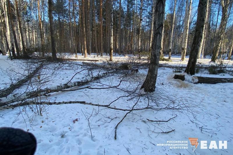 ‼  Бастрыкин взял на контроль проверку по вырубке березовой рощи в Екатеринбурге  Жители Академического пожаловались на странице СКР в соцсетях на вырубку в лесопарке.   Председатель СКР поручил и. о. руководителя СУ СК России по Свердловской области Константину Мирошниченко доложить о промежуточных результатах проверки и принятом решении.