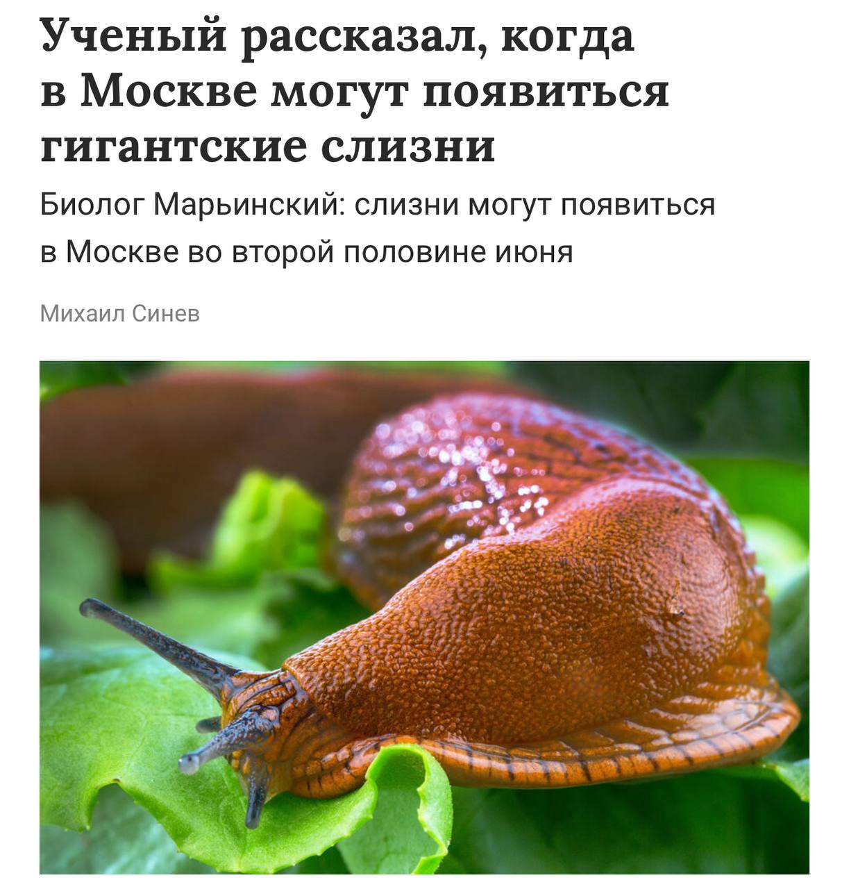 Нашествие гигантских слизней ожидается в Москве и Центральной России уже в июне. Эти 15-сантиметровые моллюски активизируются при тёплой погоде и несут угрозу огородам и дачам, сообщил научный сотрудник биофака МГУ Вадим Марьинский. Они быстро размножаются и уничтожают всё на своём пути — от листьев до корней. На ранних стадиях 1–1,5 см слизни почти незаметны, но при тёплой и влажной погоде стремительно увеличиваются в размерах. Кроме того, они могут пробираться в квартиры на нижних этажах через щели в дверных проёмах, вентиляционные отверстия, балконы и даже по мокрым стенам.