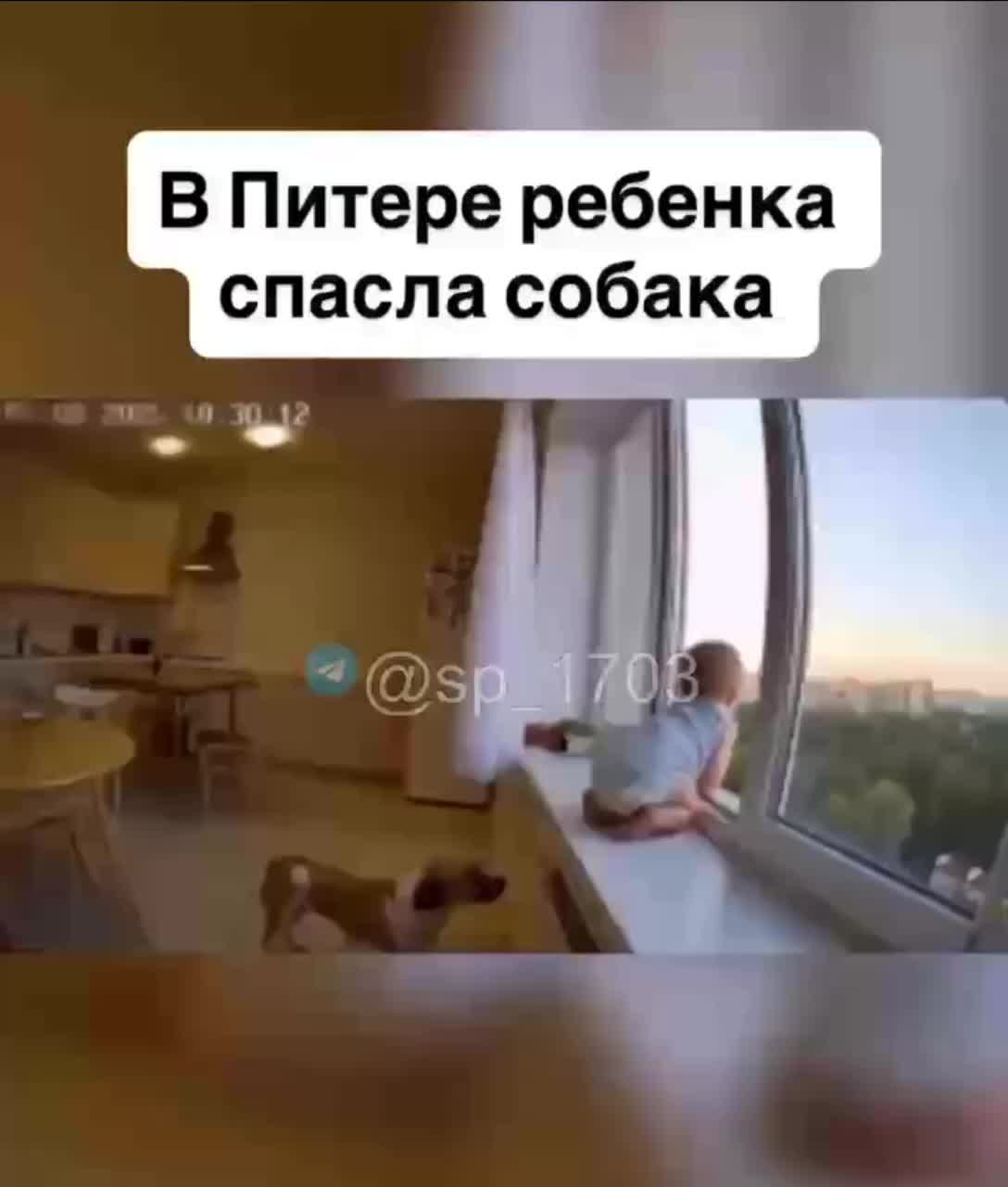 Спасение раненой собаки в Уфе: спасатели извлекли животное из заброшенного киоска
