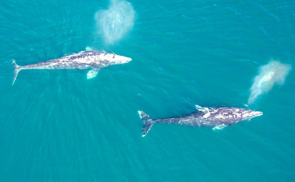 У берегов Камчатки продолжат изучать серых китов При поддержке Президентского фонда природы Сегодня 19 февраля отмечается День защиты морских млекопитающих или Всемирный день китов Заповедник и национальный парк реализуют программы по изучению и сохранению обитателей океана Подробности по ссылке   kamtime ru article 0b19cedd 0f99 43e5 ac35 877f64fcf4c4