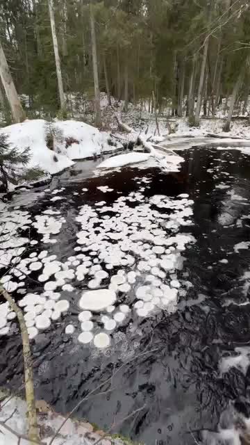 Ледяные блинчики на речке в Нижне-Свирском заповеднике