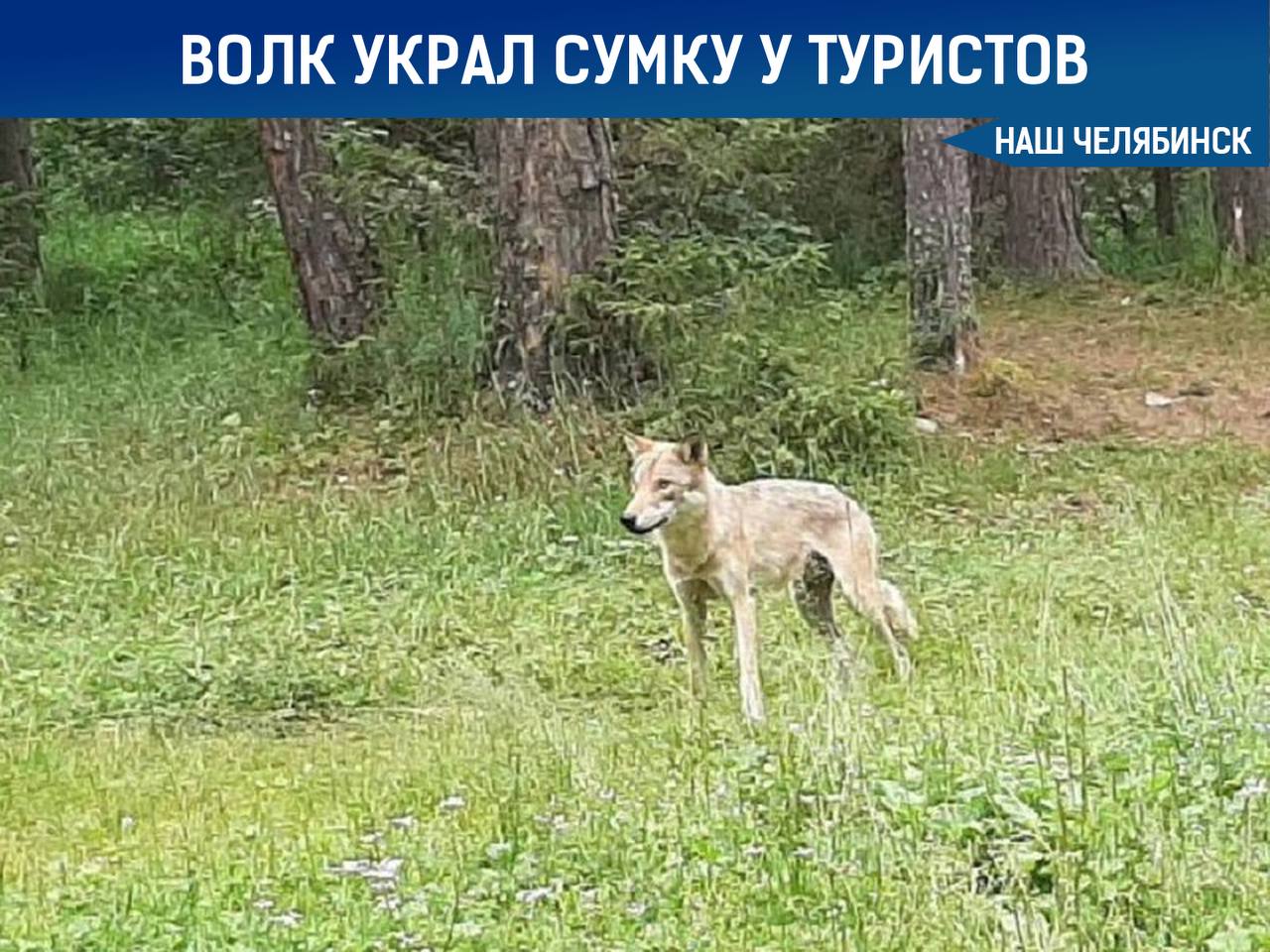 Будьте аккуратны! Волк украл у туристов в Челябинской области сумку с продуктами.   Волка заметили возле села Тюлюк, где он подошёл очень близко к людям и стащил у туристов сумку с едой.  Жителям и гостям села рекомендуют сохранять спокойствие, не поворачиваться спиной и не бегать при встрече с животным, чтобы не спровоцировать нападение. Важно сообщать о встречах с волками властям и экстренным службам, так как животное может быть опасно и заражено бешенством.    «Наш Челябинск» - новости без лапши! Подпишись!