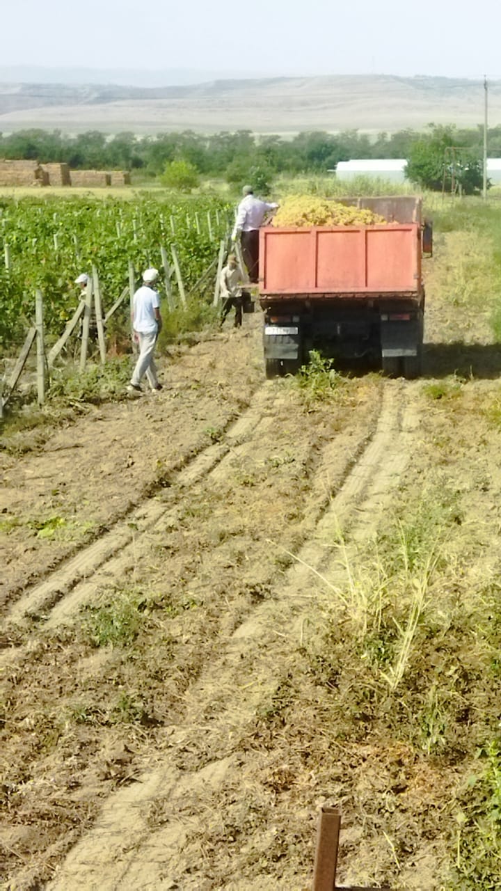 Уже собрано более 6700 т винограда   В эти дни в сельскохозяйственных предприятиях и личных подсобных хозяйствах Карабудахкентского района начался сбор винограда.   Как нам сообщил главный агроном УСХ района М. Абдулвагабов, виноградарям района предстоит собрать «солнечную ягоду» на площади в 1875 га. Ожидаемый валовый сбор винограда в этом году должен составить 23 тысячи тонн.   «На сегодняшний день с площади 417 га собрано 6750 т винограда, средняя урожайность составляет 162 ц/га.   Хозяйства района с перерабатывающими предприятиями  заключили договора на поставку винограда урожая 2024 года, в частности, – с ДЗИВ, ДКК, «Виски России», ИВК и другие», - сказал М. Абдулвагабов.   На виноградных плантациях района продолжается сбор «солнечной ягоды».