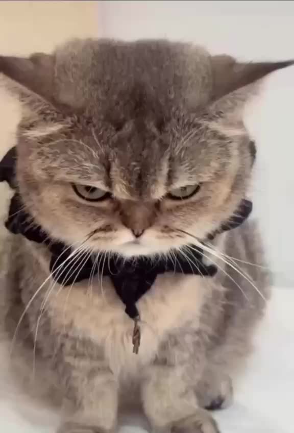 Исследование: владельцы кошек в два раза чаще подвержены риску шизофрении из-за паразита Toxoplasma gondii