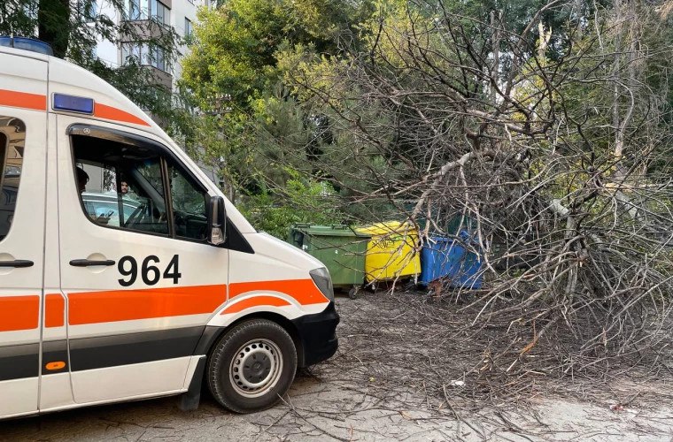 Женщина получила травмы в результате падения дерева на Ботанике