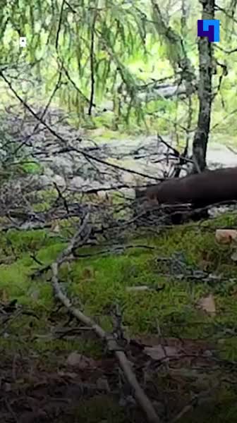 Фотоловушка зафиксировала куницу, прячущую пищу в Нижне Свирском заповеднике