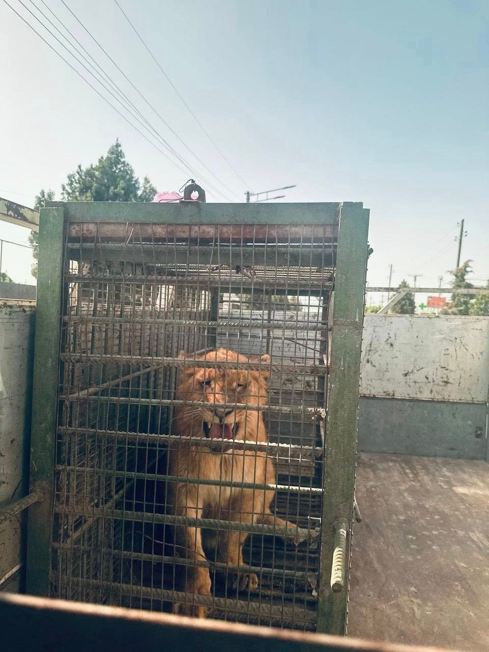 В Ошской области Кыргызстана в частном доме незаконно держали молодую львицу. Ей 8 месяцев. Владельца оштрафовали на 20 тыс. сомов около 18,5 тыс. рублей , а животное временно передали в местный зоопарк, сообщает .