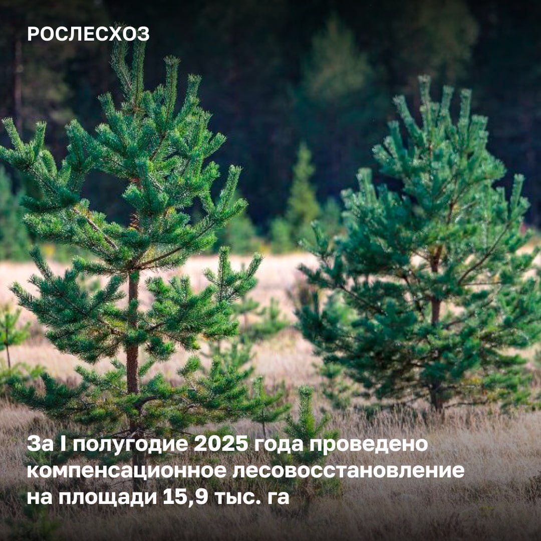 В рамках реализации федпроекта «Сохранение лесов» в регионах продолжается компенсационное лесовосстановление.     Итоги полугодия  За 6 месяцев 2025 года площадь проведенных работ по компенсационному лесовосстановлению составила 15,9 тыс. га. В том числе, проведены работы по лесоразведению на площади 0,7 тыс. га.   «Компенсационное лесовосстановление – один из основных механизмов поддержания баланса выбытия и воспроизводства лесов. Всего в 2025 году работы по компенсационному лесовосстановлению запланированы на площади свыше 50 тыс. га. Кроме того, лесопользователи проводят агротехнические уходы за созданными лесными культурами - в настоящее время такие работы проведены на площади 30,1 тыс. га», - отметила начальник Управления воспроизводства и защиты лесов Елена Бусыгина.    Регионы-лидеры     Наибольший объем работ по компенсационному лесовосстановлению выполнили: - Иркутская область  3,6 тыс. га ;  - Забайкальский край  1,9 тыс. га ; - Красноярский край  1,3 тыс. га .
