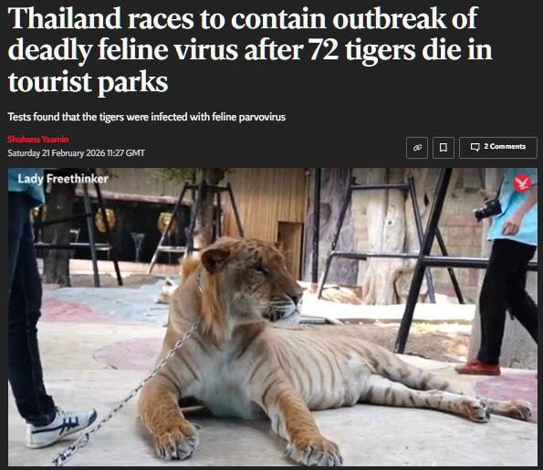 В Таиланде погибло 72 тигра из за вспышки кошачьего вируса The Independent В туристических парках северной провинции Чиангмай зафиксировали вспышку кошачьей чумки Болезнь поражает пищеварительную и иммунную системы Парки временно закрыли оставшихся животных перевели на карантин и начали вакцинацию НАШИ РЕСУРСЫ Telegram Tik tok YouTube RUTUBE MAX