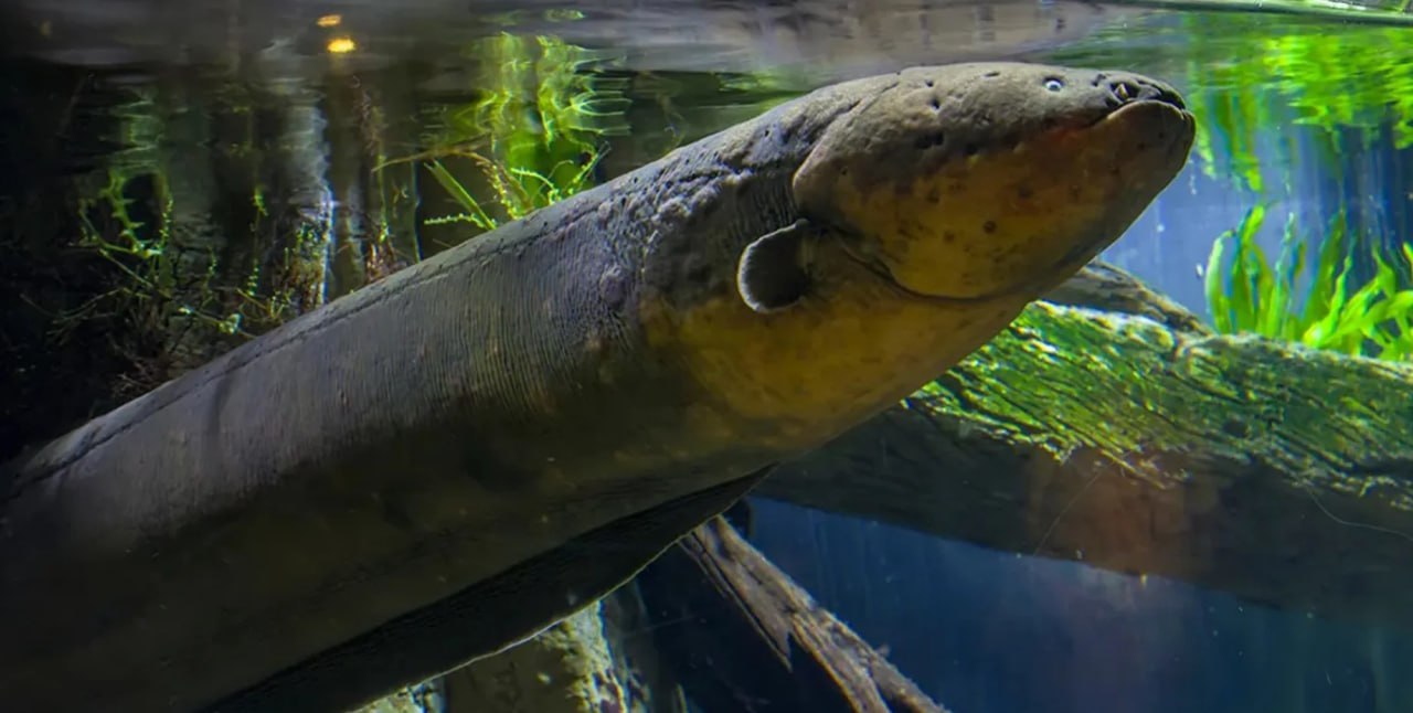 Самая странная дружба в мире как в подводной пещере уживаются грозный хищник и жертва Исследователи запечатлели на камеру любопытное взаимодействие несмотря на обычные взаимоотношения хищник жертва порой в одних и тех же пещерах на самом деле можно встретить как морских угрей так и омаров В других условиях угри на самом деле охотятся на омаров Подробнее читайте в нашей рубрике Фокус Наука