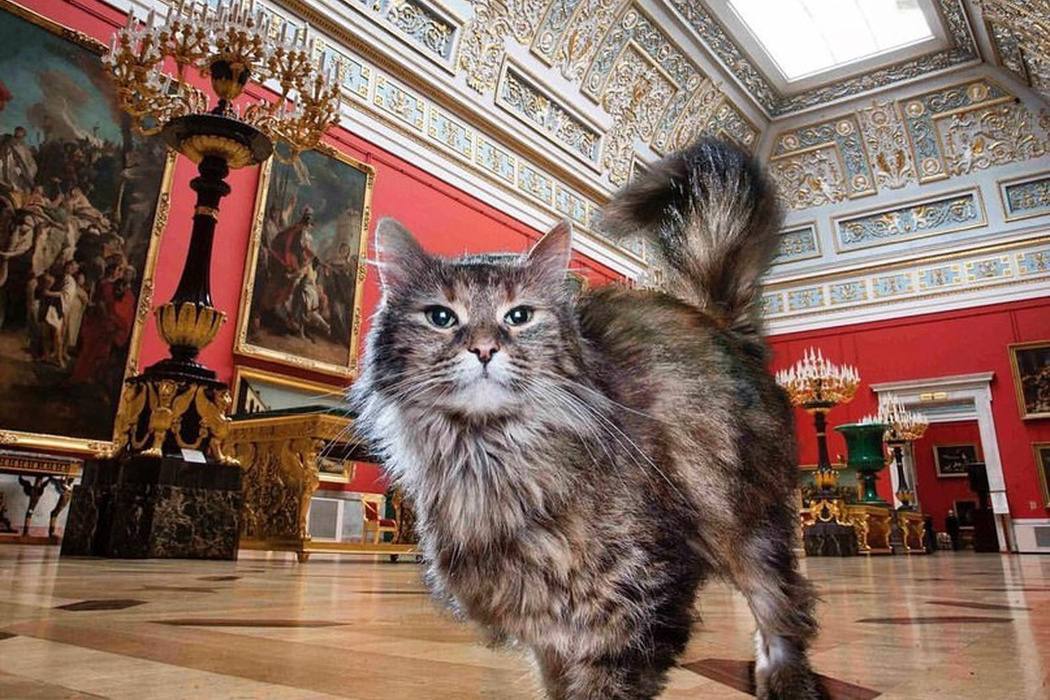 31 мая в Эрмитаже отметят День эрмитажного кота Гостей ждёт выставка китайской народной живописи, интерактивная игра и экскурсия в подвалы Зимнего дворца, где обитают знаменитые коты музея. Праздник будет проходить с 12:00 до 17:00. от 500 руб. 31 мая Дворцовая площадь, 2