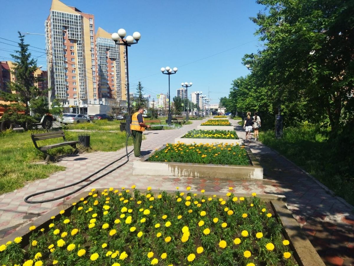 В Красноярске в июне высадили более 70 тысяч декоративных цветов и растений. Если сложить воедино и подсчитать общую площадь посадок, они составят 4 тысячи квадратных метров, это больше половины футбольного поля Центрального стадиона. В этом году акцент в цветочном оформлении делают на контейнерном озеленении. Оно позволяет оформлять пространства, где невозможно высадить новые саженцы из-за инженерных сетей или их охранных зон. Также специалисты установили больше 300 вазонов и кашпо. Для них используют петунии, колеусы, дихондры, хлорофитумы, ирезине. Плюс в городе сейчас установлены 15 фигур вертикального озеленения. администрация Красноярска