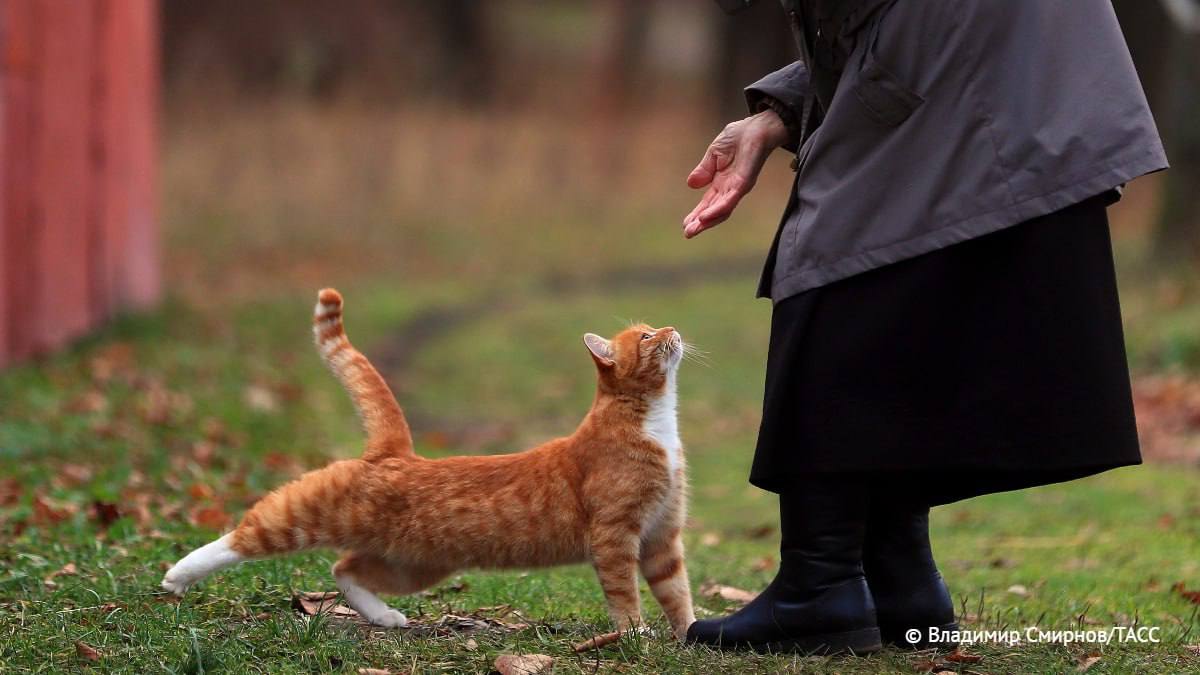 Россиянам дешевле содержать кошек чем собак свидетельствуют результаты опроса банка Русский стандарт которые имеются в распоряжении ТАСС Кошки пользуются большей популярностью их владельцы ежемесячно тратят от 3 тыс до 5 тыс рублей Содержание собак в среднем обходится более 5 тыс рублей   Подпишись на ТАСС Урал в Max
