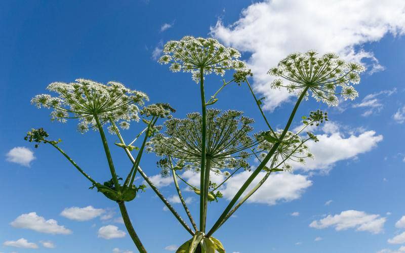 Борщевик признан иноагентом В Нижегородской области хотят ввести понятие растения иноагенты Так будут называть чужеродные и инвазивные виды которые угрожают экологии и здоровью людей Перечень таких зловредов утвердит региональное правительство Первый кандидат борщевик Сосновского Владельцев участков обяжут уничтожать опасные растения а за халатность введут ответственность