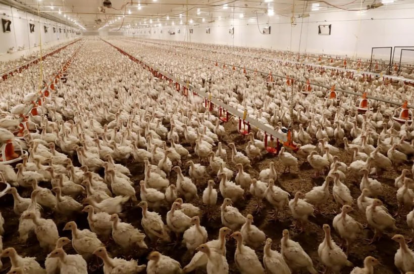 В Ингушетии в 2025 году производство скота и птицы в хозяйствах всех категорий составило 19 5 тыс тонн что на 7 9 больше чем за аналогичный период прошлого года Производство молока выросло на 6 3 и достигло 15 8 тыс тонн яиц на 2 9 до 29 9 млн штук Общий объем выпуска сельхозпродукции в республике составил 25 5 млрд рублей 102 6 к аналогичному периоду 2024 го