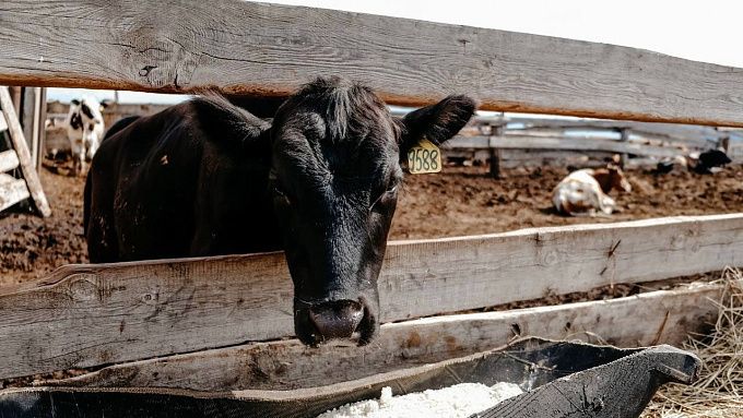 Пункты временного содержания скота открыли в двух районах Бурятии Они появились в Иволгинском и Еравнинском районах чтобы помочь в борьбе с нелегальным перемещением животных Содержание одной головы в сутки обходится нарушителю в 2500 рублей Через Иволгинский пункт уже прошла первая партия скота отметили в Минсельхозпроде республики Мы создали механизм который позволяет не просто фиксировать нарушения но и оперативно изолировать животных потенциально представляющих угрозу эпизоотическому благополучию отметил министр сельского хозяйства Амгалан Дармаев   Канал Ариг Ус в MAX