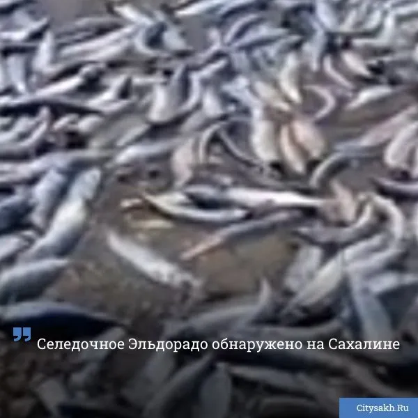 Весеннее потепление вод у берегов Сахалина запустило механизмы рыбного нереста сельдь подошла к южным берегам острова чтобы дать потомство ВИДЕО Новости в MAX только важное не тормозит купим ваши новости 79147662000