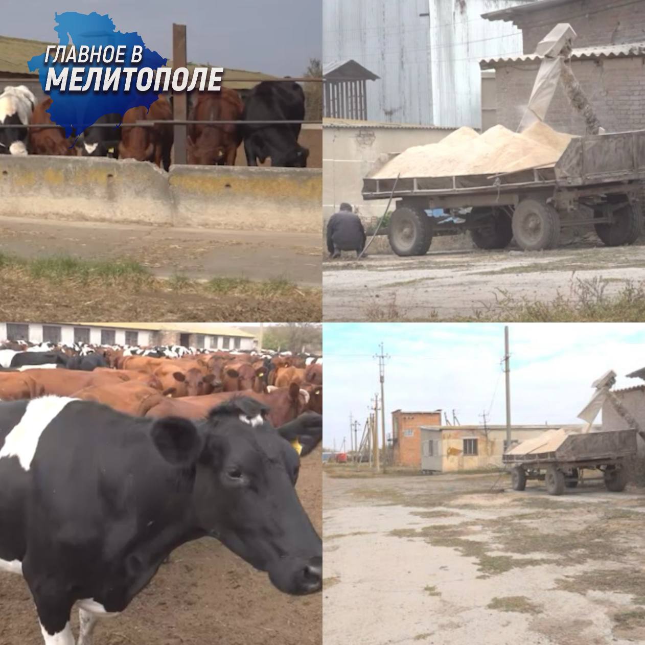 Фермерские хозяйства Запорожской области развиваются благодаря господдержке В Запорожской области успешно работает животноводческая ферма обрабатывающая более пяти тысяч гектаров земли Хозяйство содержит более 600 голов крупного рогатого скота включая 250 дойных коров используя исключительно натуральные корма с собственных полей Однако низкий урожай зерновых в 2025 году вынудил перенести планы по строительству новых помещений выделенные средства будут направлены на закупку кормов