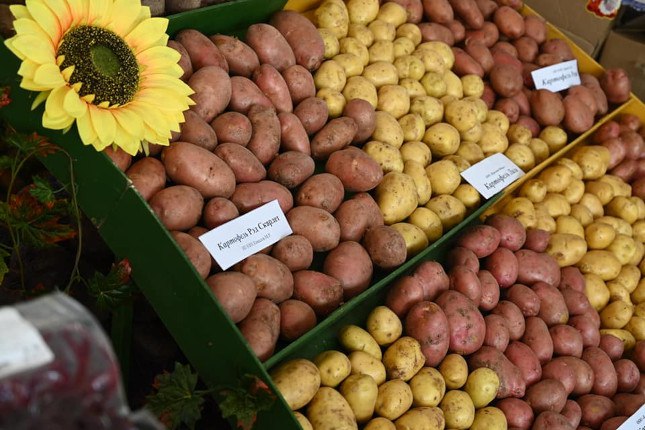 Аграрии Челябинской области собрали рекордный урожай картофеля   www up74 ru articles news 168005 В 2025 году фермерские хозяйства и предприятия собрали почти 150 тысяч тонн картофеля Это рекордная цифра она больше прошлогодней на 42 При этом достигнута рекордная средняя урожайность картофеля почти 258 центнеров с гектара Вместе с урожаем в личных хозяйствах населения на Южном Урале собрано более 380 тысяч тонн картофеля