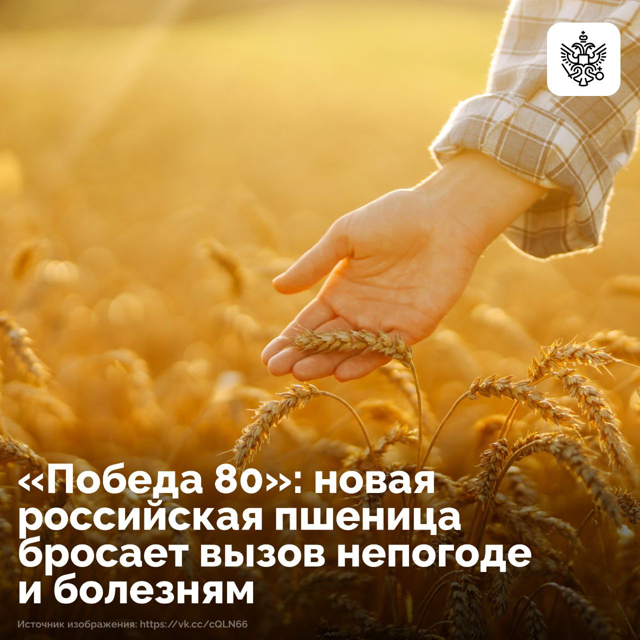 Климат больше не помеха Российские ученые создали уникальную озимую пшеницу Победа 80 которую можно назвать непобедимой Новый сорт выведенный селекционерами РУДН обладает феноменальной устойчивостью к экстремальным погодным условиям болезням вредителям и сорнякам Эта культура относится к распространенной разновидности эритроспермум erythrospermum и предназначена для производства высококачественной хлебопекарной муки Как пояснил один из авторов сорта Валерий Бурлуцкий Победа 80 имеет важное преимущество ее можно сеять вплоть до конца октября Это спасает аграриев не успевших провести посев в обычные сроки  Урожайность впечатляет до 120 центнеров с гектара Зерно получается крупным с высоким содержанием белка до 16 и крепкой клейковиной до 30 что гарантирует высокий выход вкусного хлеба и качественных макаронных изделий Сейчас новый сорт готовится к государственным испытаниям Подписывайтесь на наш канал в MAX