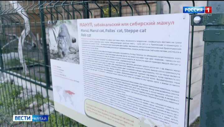 Барсучиха Даша из Барнаульского зоопарка готовится к зиме