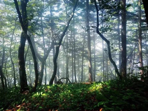 Спад на жилищном рынке Китая ударил по экспорту леса из Приморья В 2025 году экспорт круглой древесины из Приморья сократился на 19 шпона на 10 лишь пиломатериалы показали скромную положительную динамику 1 По информации Приморской ассоциации лесопромышленников и экспортеров леса ПАЛЭКС уменьшились и объемы заготовки древесины по итогам 2025 го около 3 млн куб м тогда как в 2020 2024 годах на уровне 3 4 3 8 млн куб м Текущую ситуацию в отрасли называют крайне сложной но ее представители рассматривают различные варианты выхода из кризиса Подробнее читайте на нашем сайте РБК Восток в Telegram и MAX