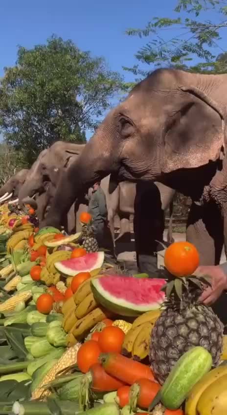 Запрет на катание на слонах на Бали: переход к этичному туризму