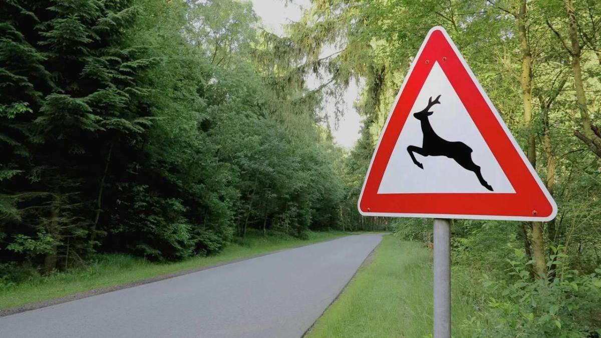 В Перми зафиксировано 8 ДТП с наездом на животных Пермская Госавтоинспекция настоятельно призывает водителей проявлять повышенную бдительность на дорогах, уделяя особое внимание участкам, обозначенным знаком «Дикие животные». По данным дорожной полиции, нередки случаи выхода на трассу не только диких зверей, но и домашнего скота, что зачастую приводит к серьёзным авариям. С начала текущего года в Перми зафиксировано 8 ДТП, причиной которых стал наезд на животных. Наибольшее количество подобных инцидентов происходит на дорогах, пролегающих через лесные массивы. Источник ЧП Пермь Прислать новость