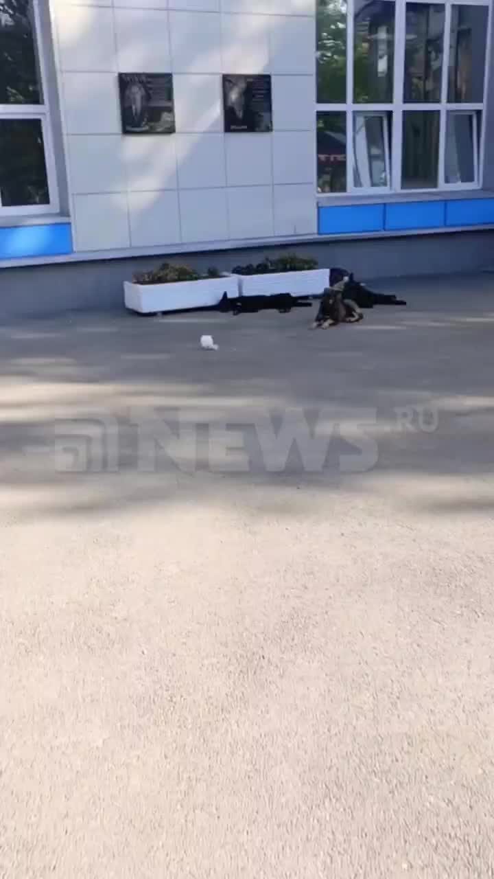 Нападение собак на местного жителя в Таганроге вызывает обеспокоенность