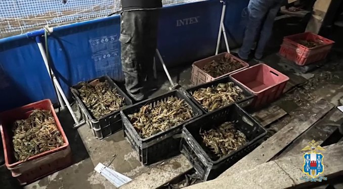 Полтонны нелегальных раков обнаружили полицейские в гараже Ростова Как подсчитали сотрудники, в боксах с водой находилось более 10 000 раков. Необходимых документов на крупную партию членистоногих у хозяина гаража не оказалось. «Общая стоимость найденных водных животных составила чуть более 743 тысяч рублей. Уже имеются все основания полагать, что одним из недобросовестных предпринимателей является 37-летний житель Ростовской области», — рассказали в пресс-службе донского главка МВД. По фактам незаконного хранения и сбыта раков возбудили уголовное дело. Предложи нам новость