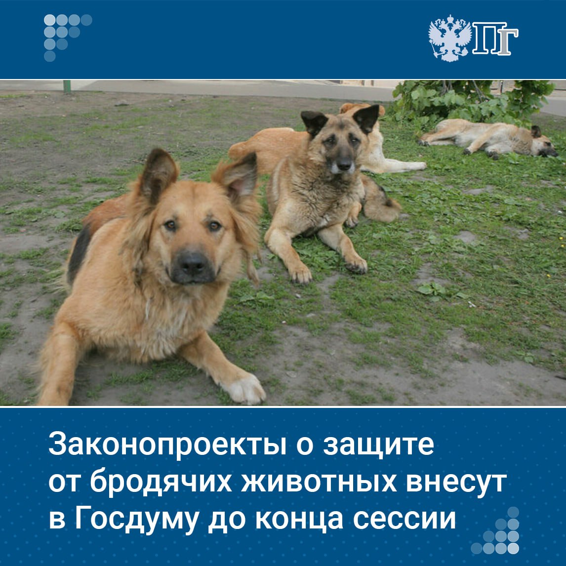 ⏺Пакет из пяти законопроектов, один из которых касается запрета кормления животных без владельцев в зданиях и на территориях больниц и поликлиник, домов культуры, школ, спортплощадок и других объектов социального обслуживания, собираются внести в Госдуму до конца весенней сессии. Об этом на заседании рабочей группы при Комитете Госдумы по защите семьи, вопросам отцовства, материнства и детства по совершенствованию законодательства, направленного на защиту граждан от нападений домашних животных, заявил зампред Комитета Госдумы по промышленности и торговле Александр Спиридонов. Подписаться на «Парламентскую газету»