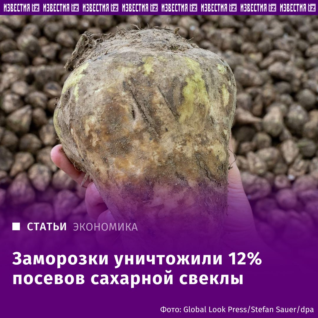 От заморозков пострадало 12% посевов сахарной свеклы. Сельхозпроизводители начали подсчитывать последствия заморозков, которые продолжаются по России. В апреле и мае они нанесли вред посевам сахарной свеклы на площади более 120 тыс. га, сообщил "Известиям" председатель правления Союза сахаропроизводителей РФ Союзроссахар Андрей Бодин. Кроме того, в результате низких температур под угрозой потери оказалось 50% урожая плодовых деревьев абрикосы, черешня, персики, сливы Ставропольского края, сообщили власти субъекта. Отправить новость