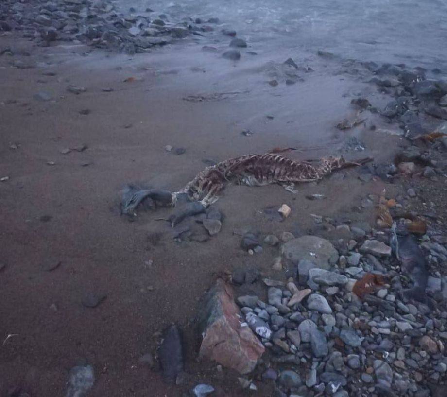 Приморская экосистема под угрозой берег в Приморье превратился в кладбище нерп В окрестностях села Лидовка Дальнегорского района заметили массовую гибель нерп Туши ластоногих выносит волной Что именно случилось с животными пока неизвестно Местные подозревают что в их гибели виноват охранник рыбзавода поскольку несколько дней назад его видели с ружьём на этом же месте   По данному факту Владивостокская межрайонная природоохранная прокуратура организовала проверку Наказать могут и органы власти если выяснится что они не выполняли обязанности по охране природы  Если у вас есть новость пишите нам в чат бот