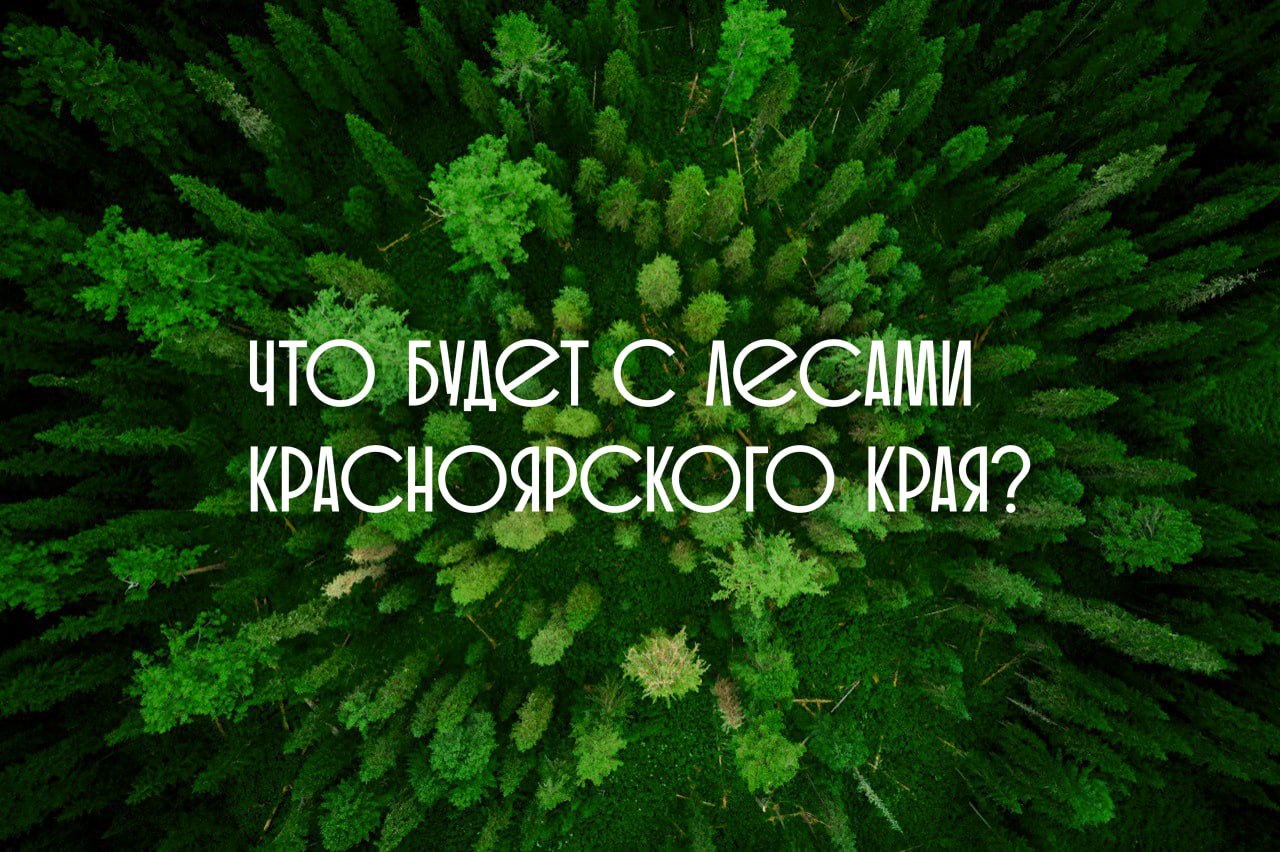Большой политик поручил заняться лесоустройством Красноярского края На совещании по развитию Сибири, которое прошло в Омске, вице-премьер Дмитрий Патрушев сказал, что Красноярский край является лидером округа по заготовке древесины, регион может войти в пилотный проект по лесоустройству. Это позволит охватить еще больше участков, а главное — рационально использовать, охранять и восстанавливать наши леса. Для создания и модернизации перерабатывающих мощностей в округе реализуется порядка 30 приоритетных лесопромышленных проектов. Общий объём инвестиций превышает 440 млрд рублей, — сказал Дмитрий Патрушев. Разные новости Красноярска